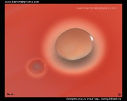 streptococcus zooepidemicus and s.agalactiae colony comparison